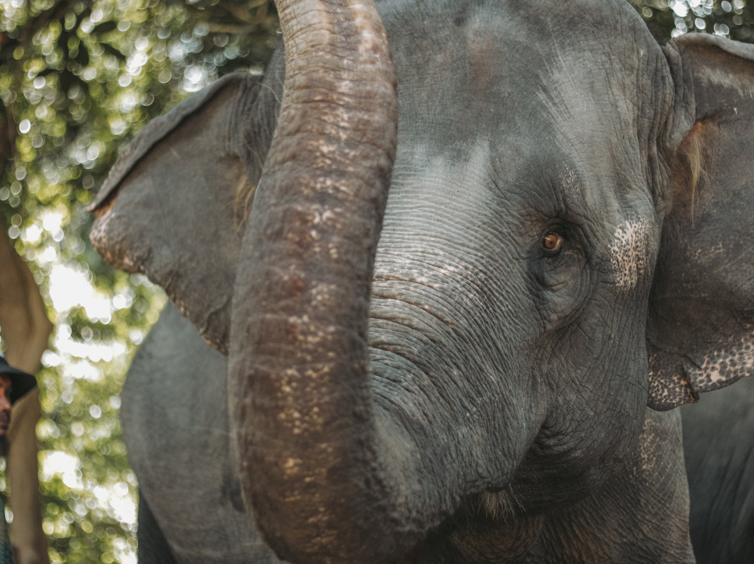 Kenyir Elephant Conservation Village-瓜拉伯浪必去景点