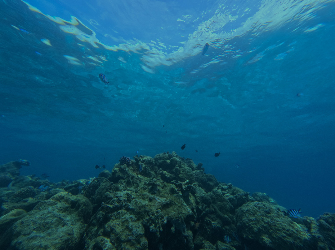 Dive and Sea Tahiti - Base nautique de Puna'auia-普纳奥亚必去景点