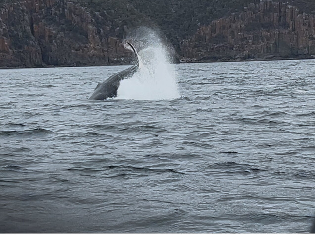 Mr Flathead Fishing Charters Tasmania-索雷尔必去景点