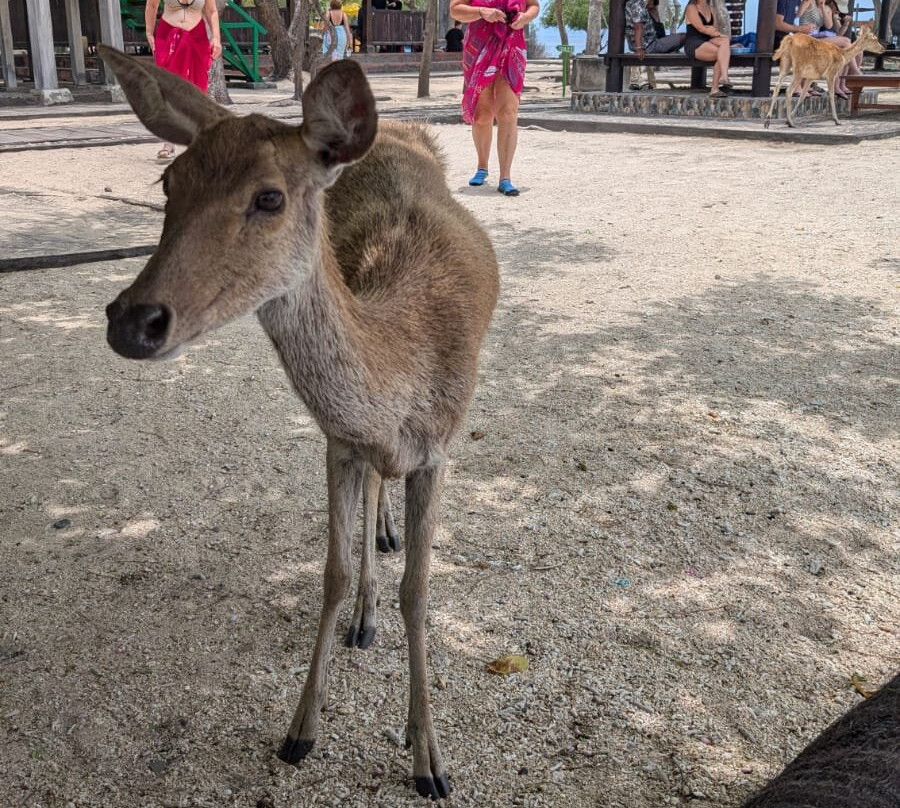 Menjangan Trip Snorkeling & Diving-Pejarakan必去景点