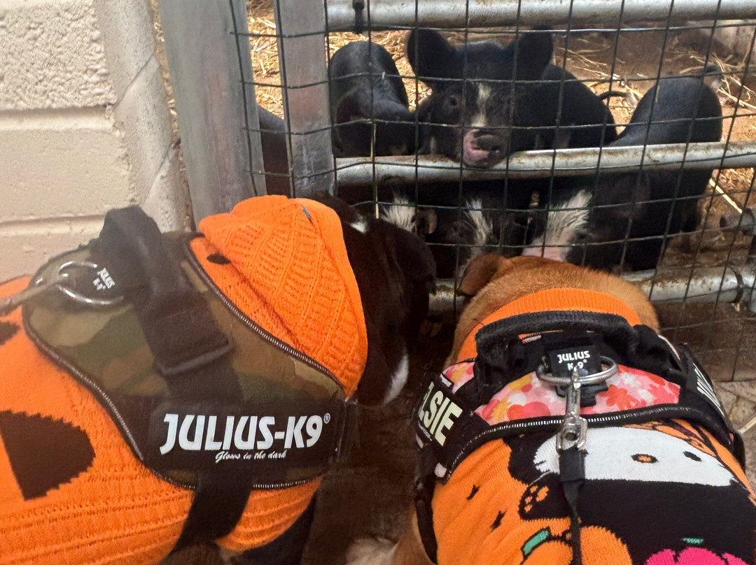 Greenmeadow Community Farm-Cwmbran必去景点