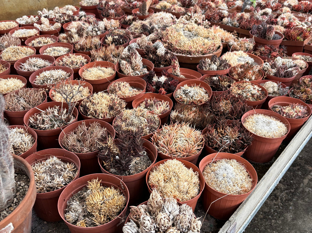 Giardino Esotico Pallanca-博尔迪盖拉必去景点