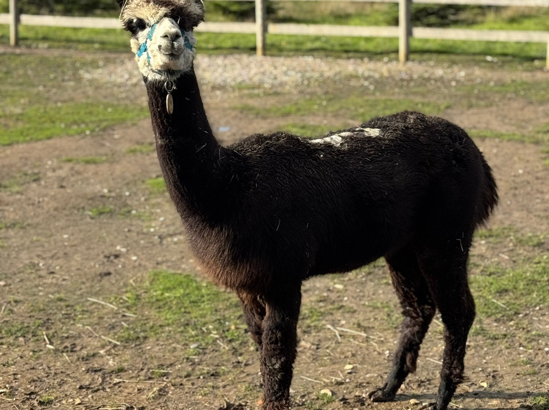 All Things Alpaca Ltd-切姆斯福德必去景点