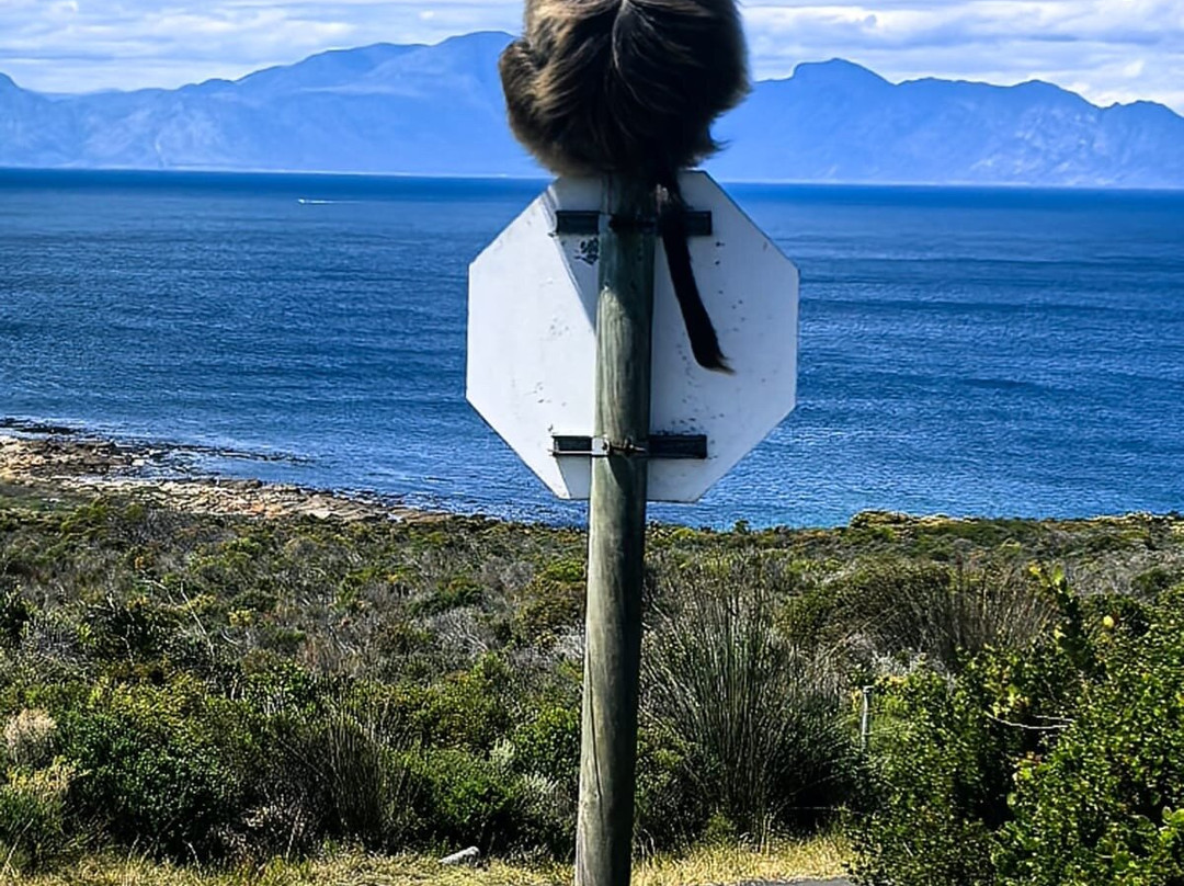 African Experience-Vredehoek必去景点