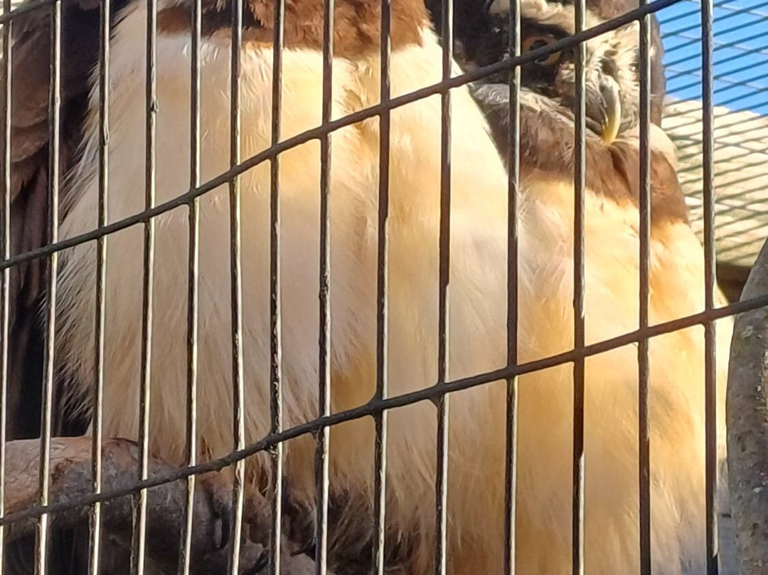 Scottish Owl Centre-Whitburn必去景点