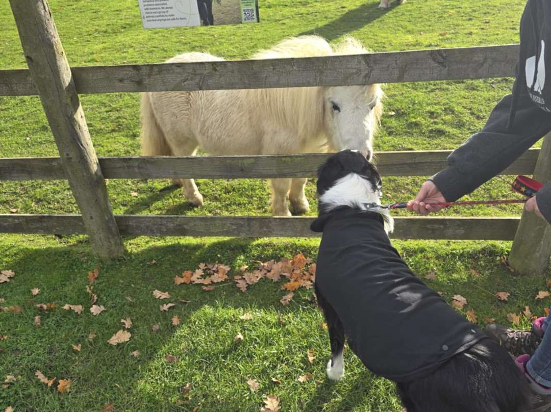 Bransby Horses-Bransby必去景点