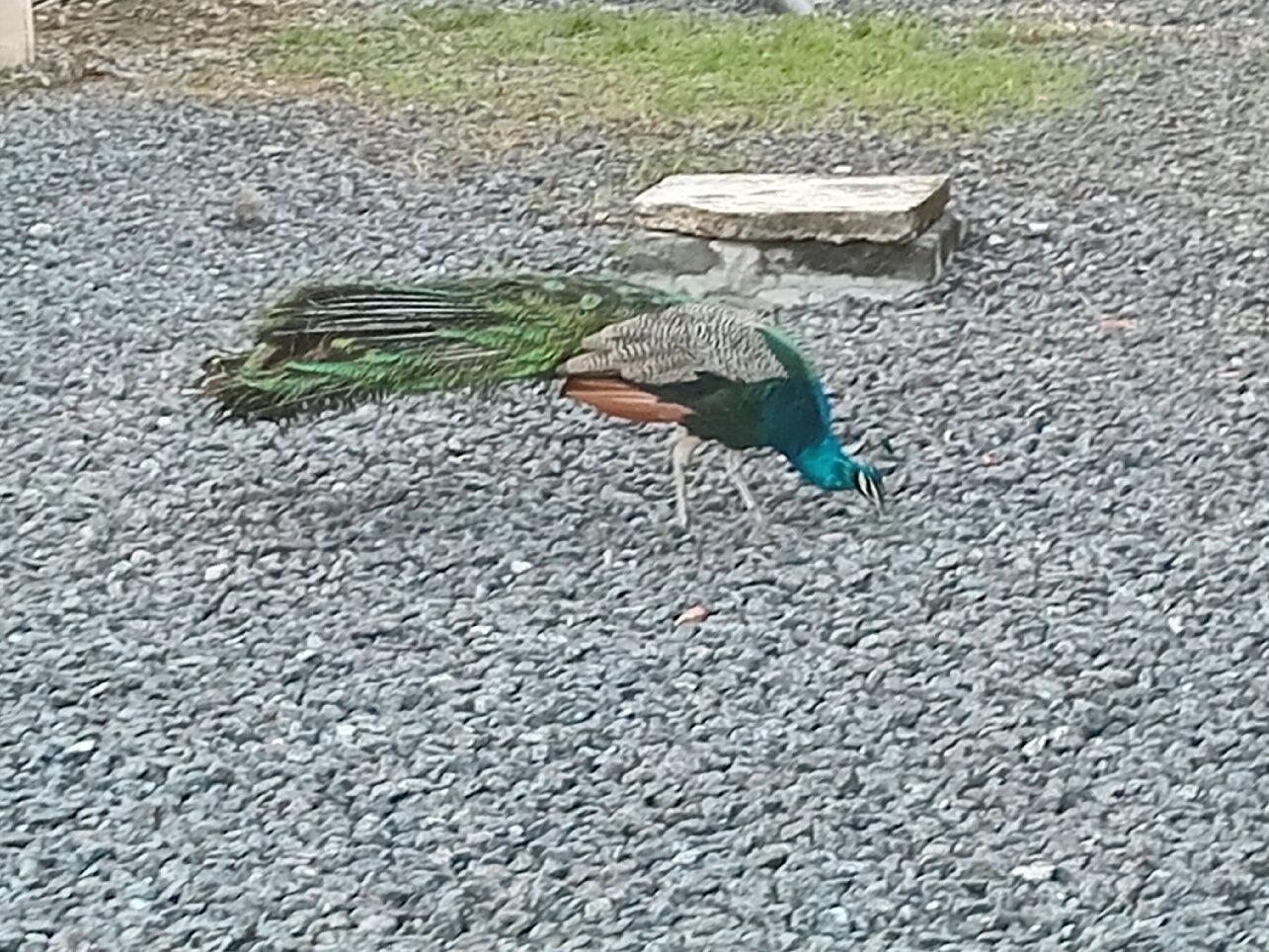 SkyPlus Hotel & Resorts-官方