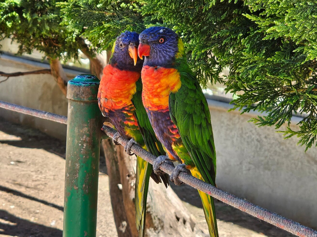 Canberra Walk in Aviary-尼克斯必去景点