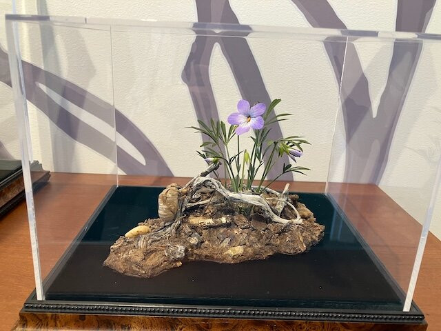 National Botanical Garden of Georgia-第比利斯必去景点