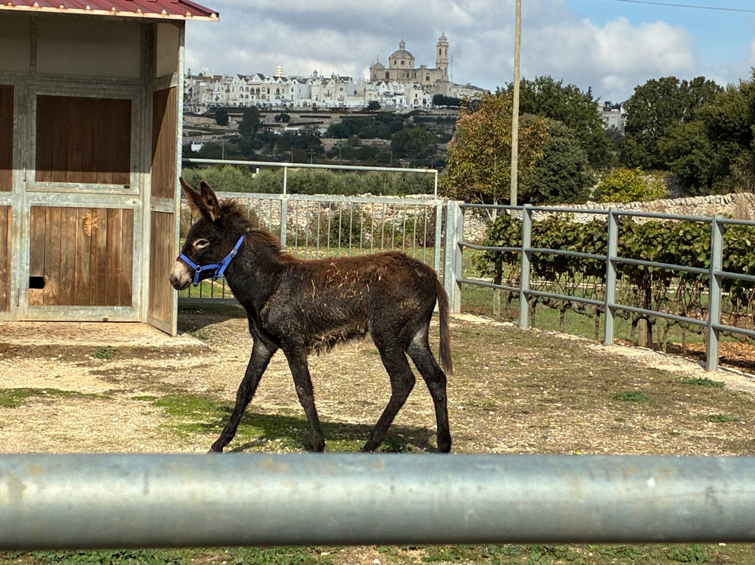 Agriturismo Masseria Aprile主图
