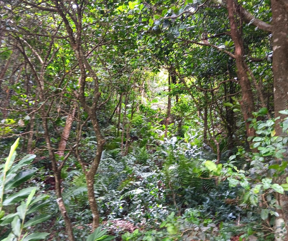 Grand Etang National Park-Saint Andrew Parish必去景点