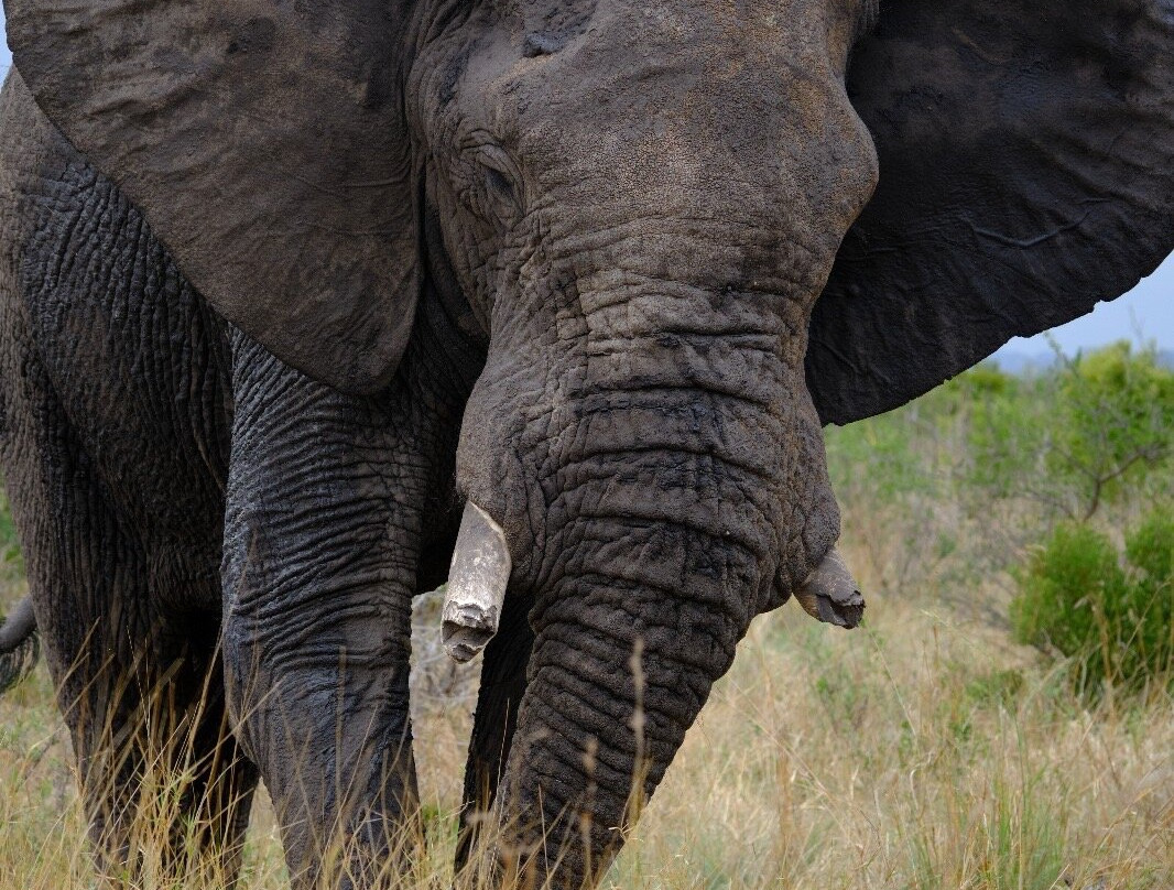 Lush African Safaris