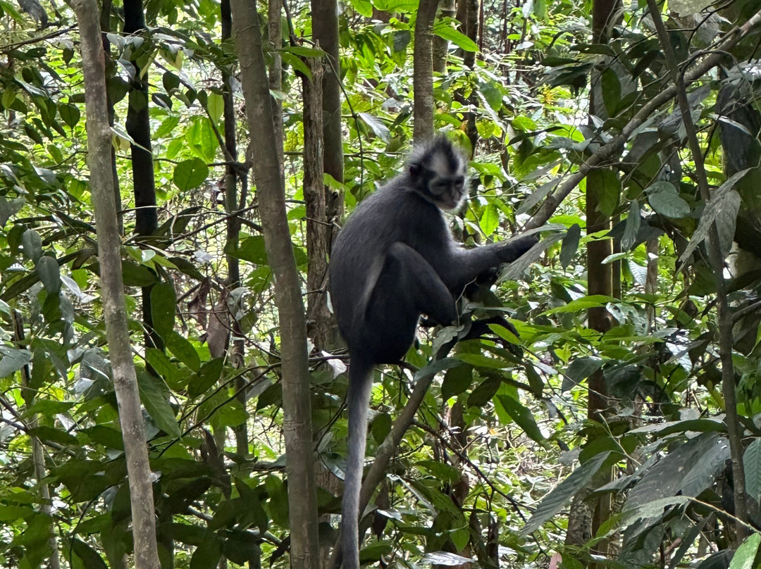 Bukit Lawang Adventure-武吉拉旺必去景点