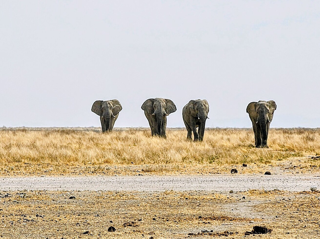 Etosha National Park-Okaukuejo必去景点