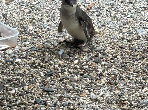 Mondumo Tours-奥克兰必去景点