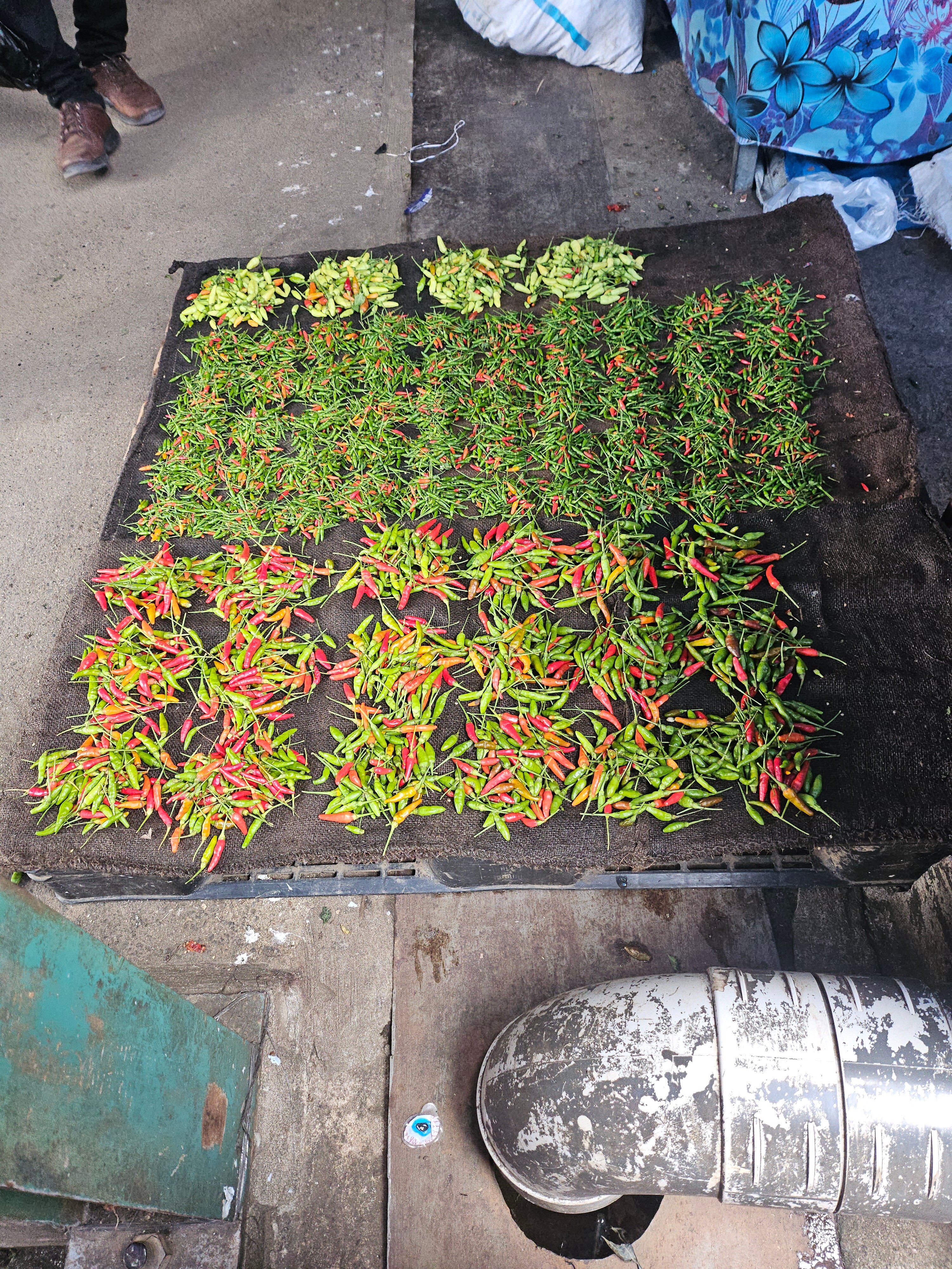 塔努阿天空洛奇-官方