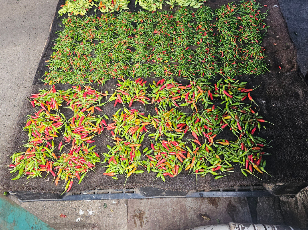 塔努阿天空洛奇主图