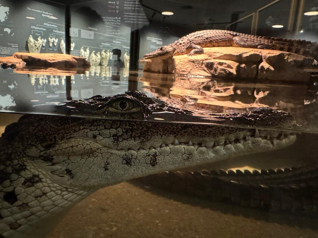 Dubai Crocodile Park-迪拜必去景点