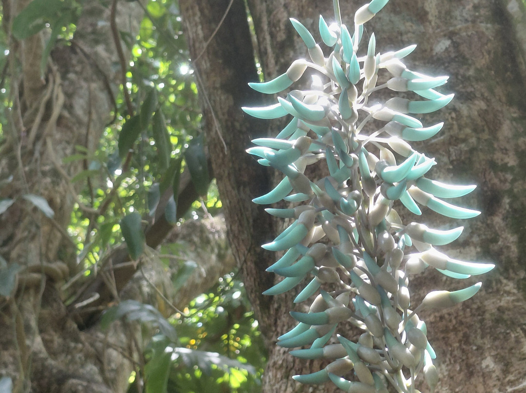 巨人的沉睡花园-纳迪市必去景点