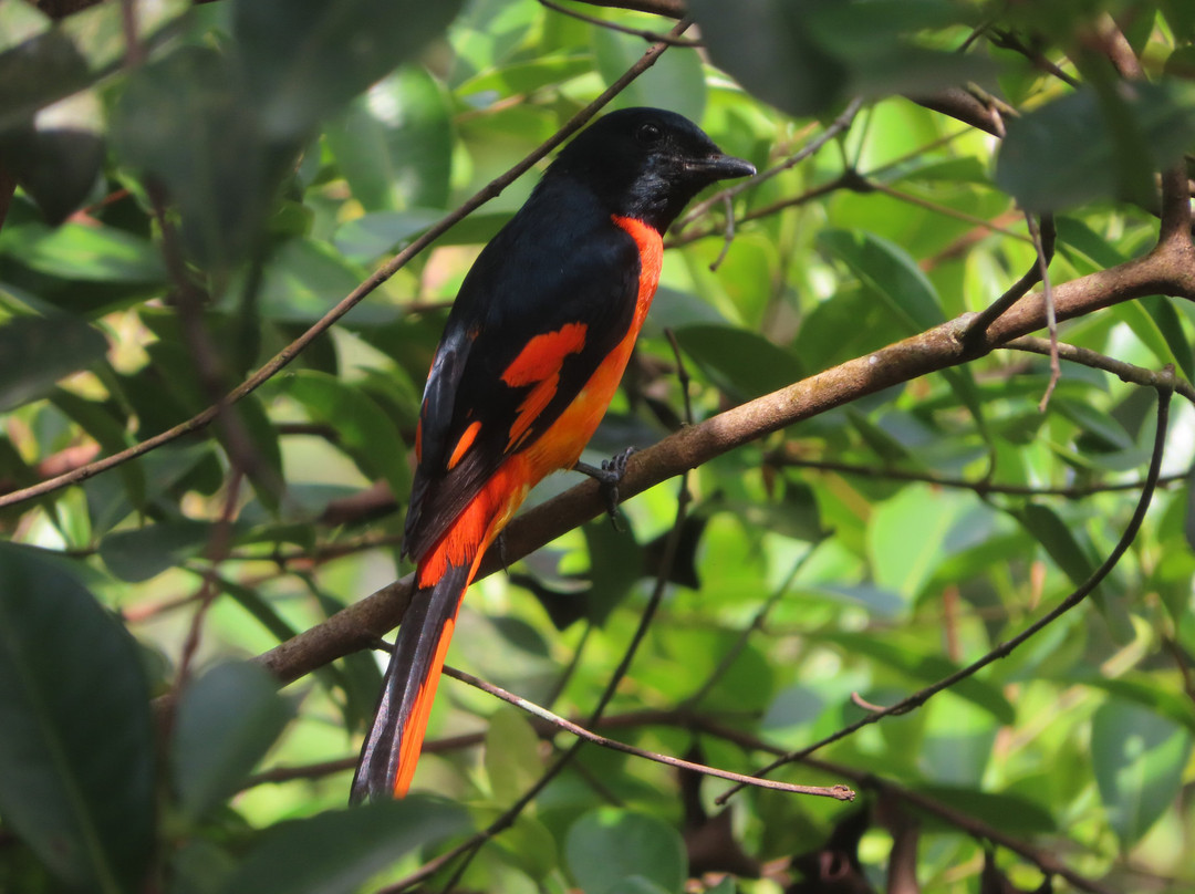 Wanakaset Sri Lanka-Kitulgala必去景点
