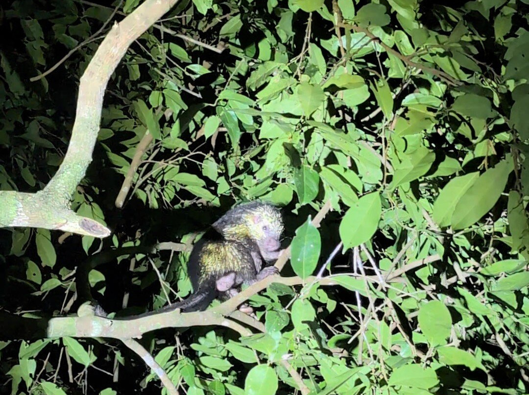 Mountain Top Park-哥斯达黎加安东尼奥国家公园必去景点