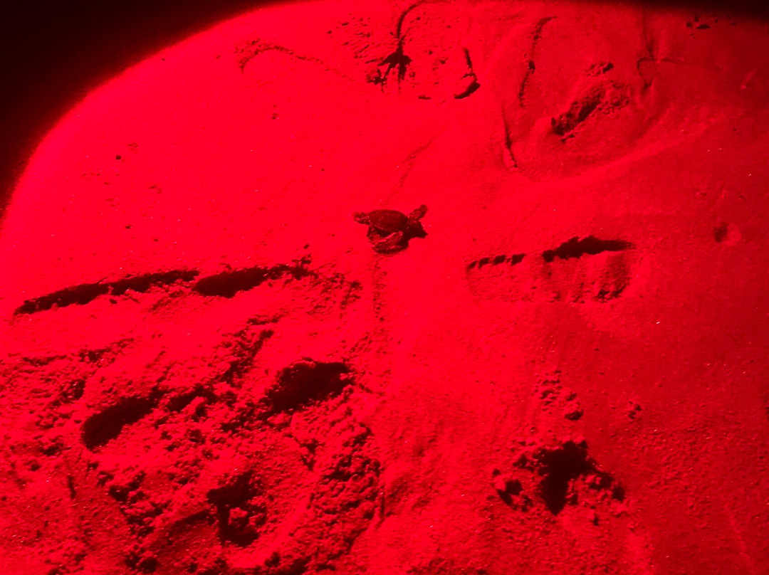 Turtle Conservation Project Turtle Watch-Rekawa必去景点