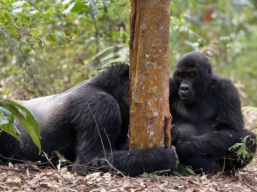Mamaland Safaris-坎帕拉必去景点
