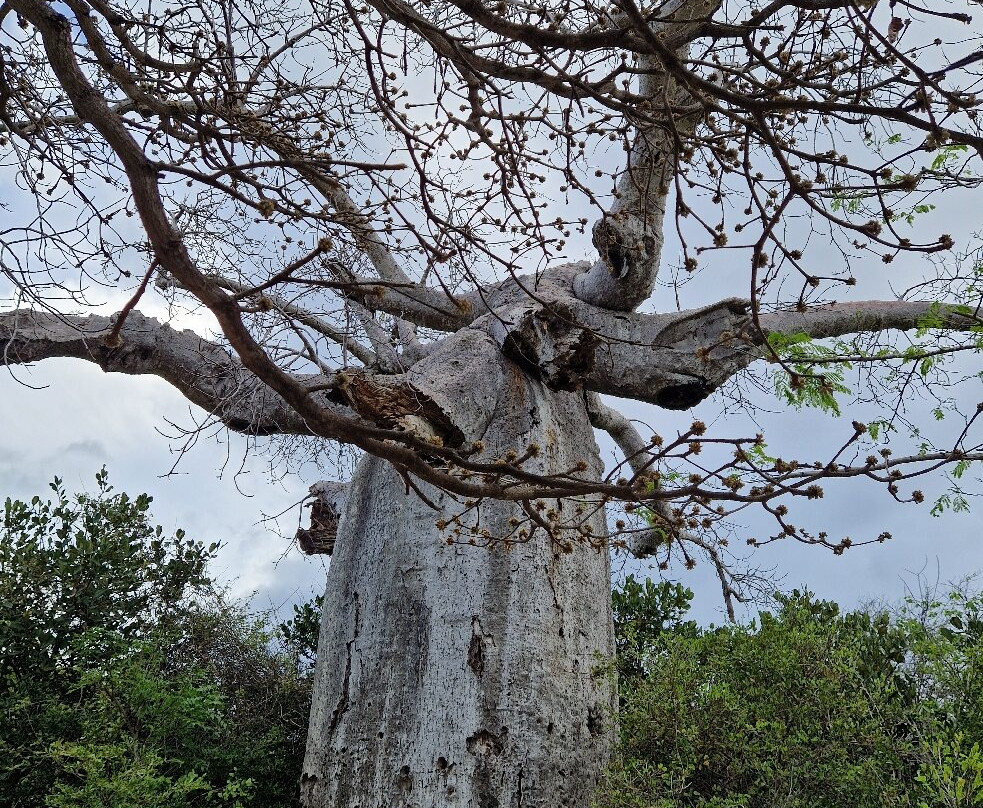 Les Trois Baies-迪亚哥苏亚瑞必去景点
