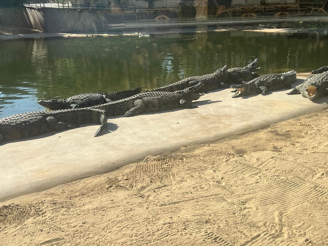 Dubai Crocodile Park-迪拜必去景点