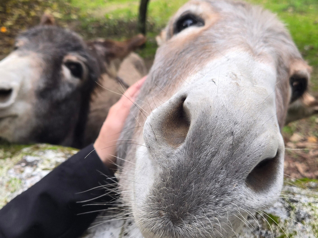 Azeite Casa Anadia - Olive Oil & Tours-Abrantes必去景点