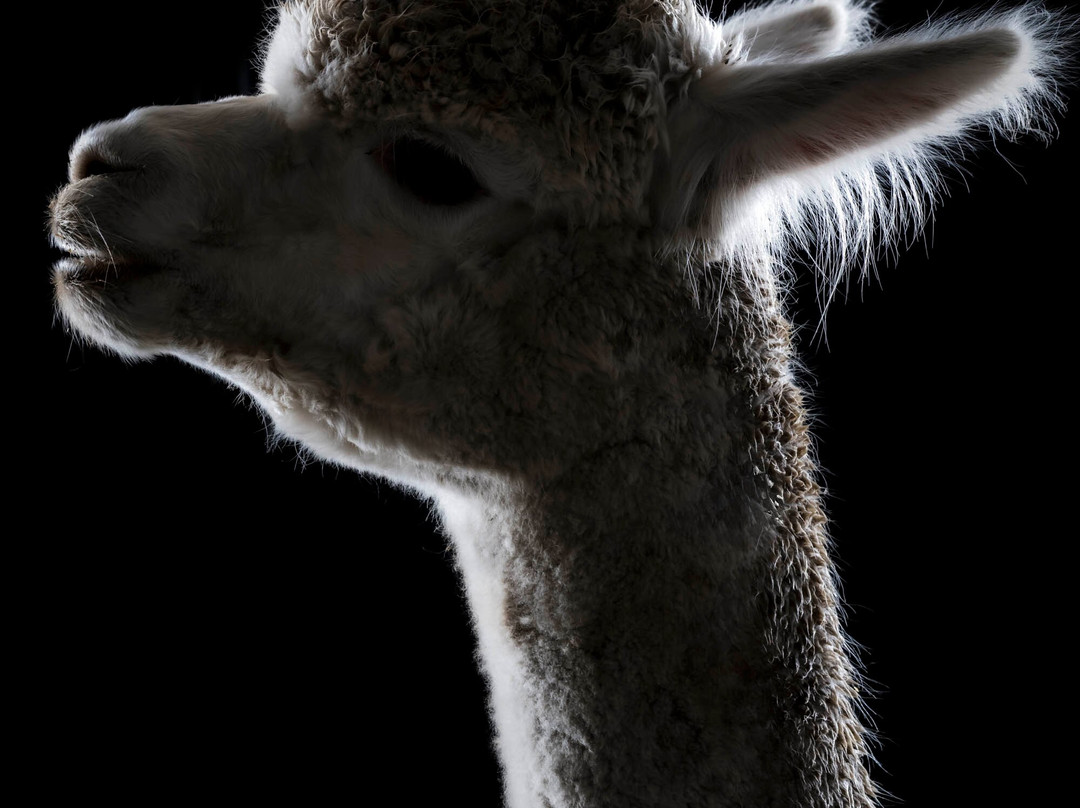 Macclesfield Alpacas-麦克尔斯菲尔德必去景点