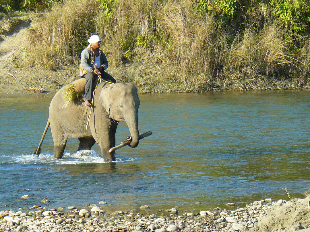 Bardia Homestay主图