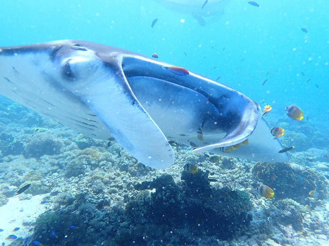 NEREN Diving Komodo-Labuan Bajo必去景点