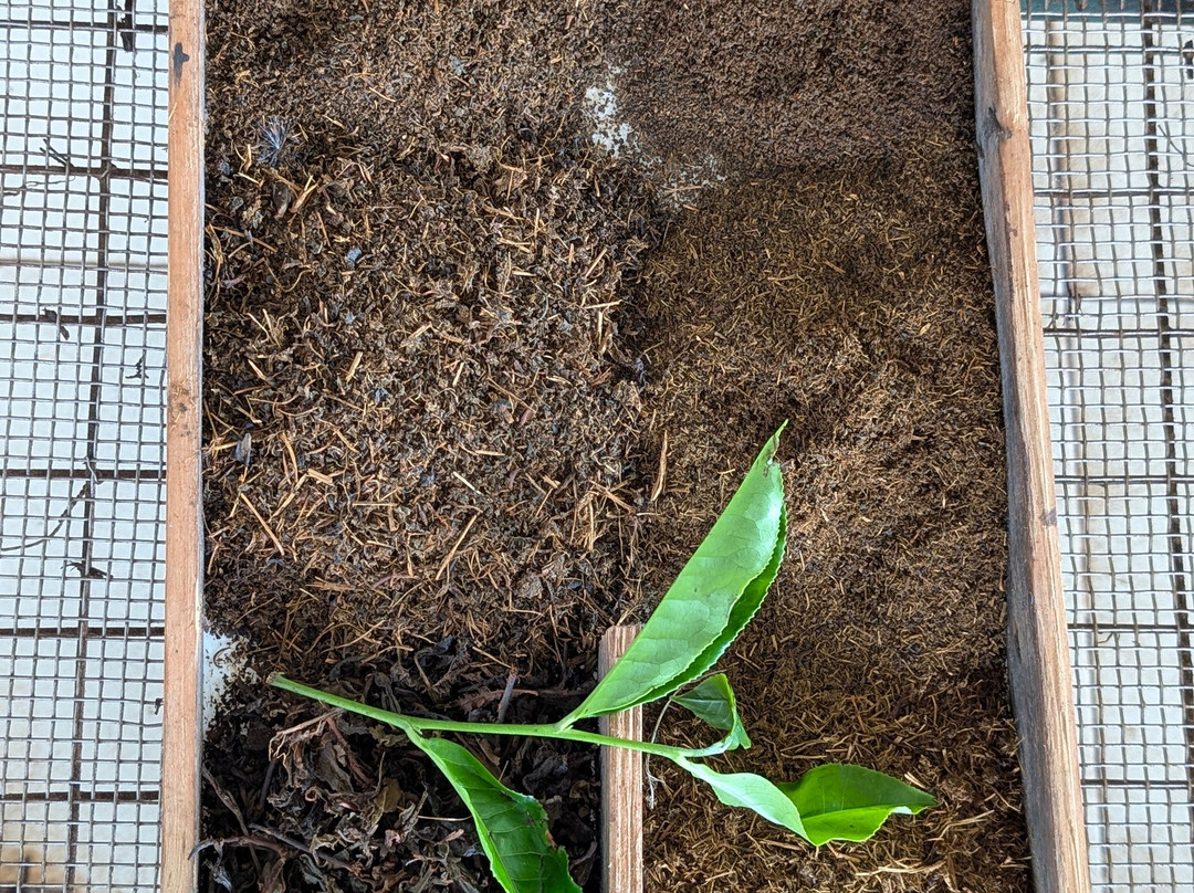 Dambatenne Tea Factory-哈普特莱必去景点