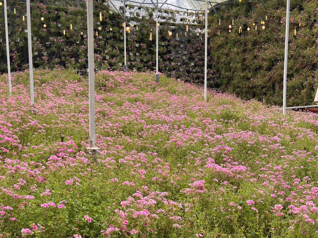 Cameron Highlands Flora Park-碧兰璋必去景点