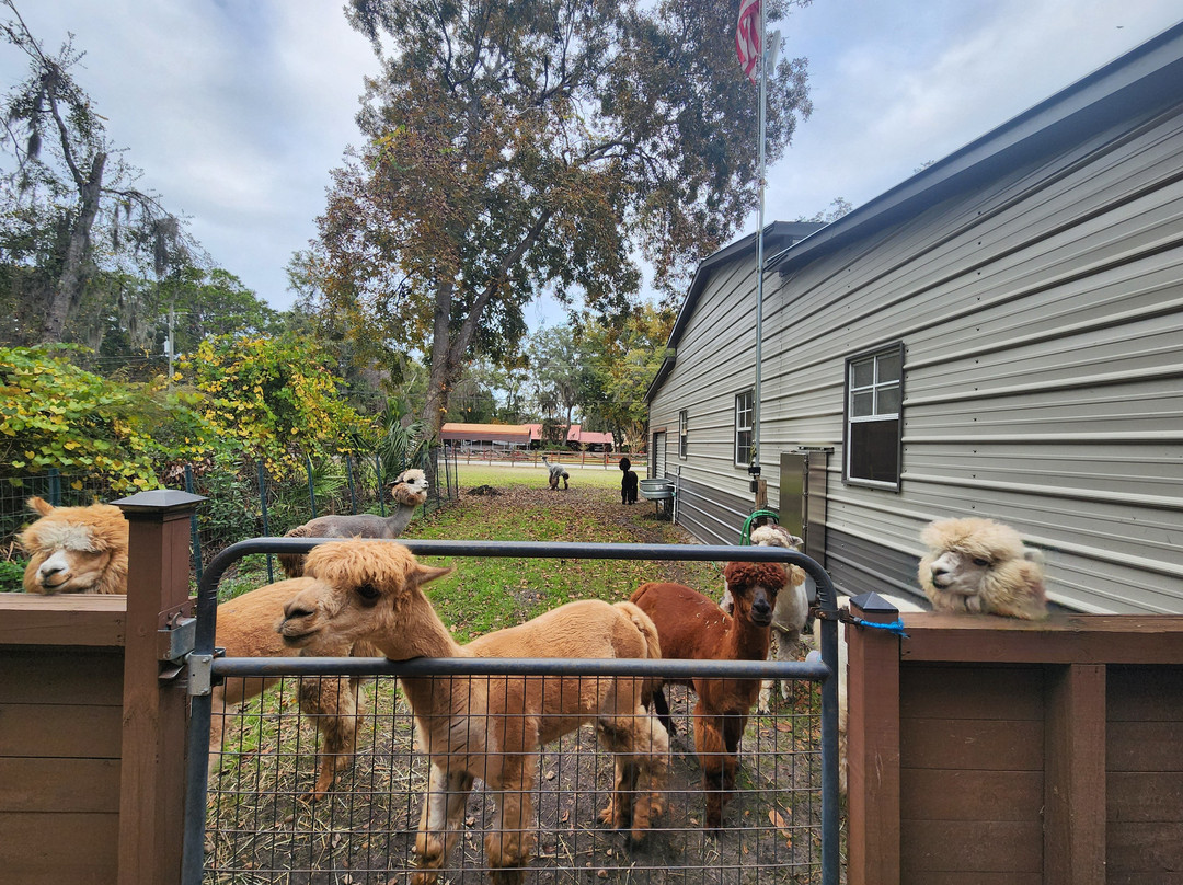 Shady Rest Alpacas-杰克逊维尔必去景点