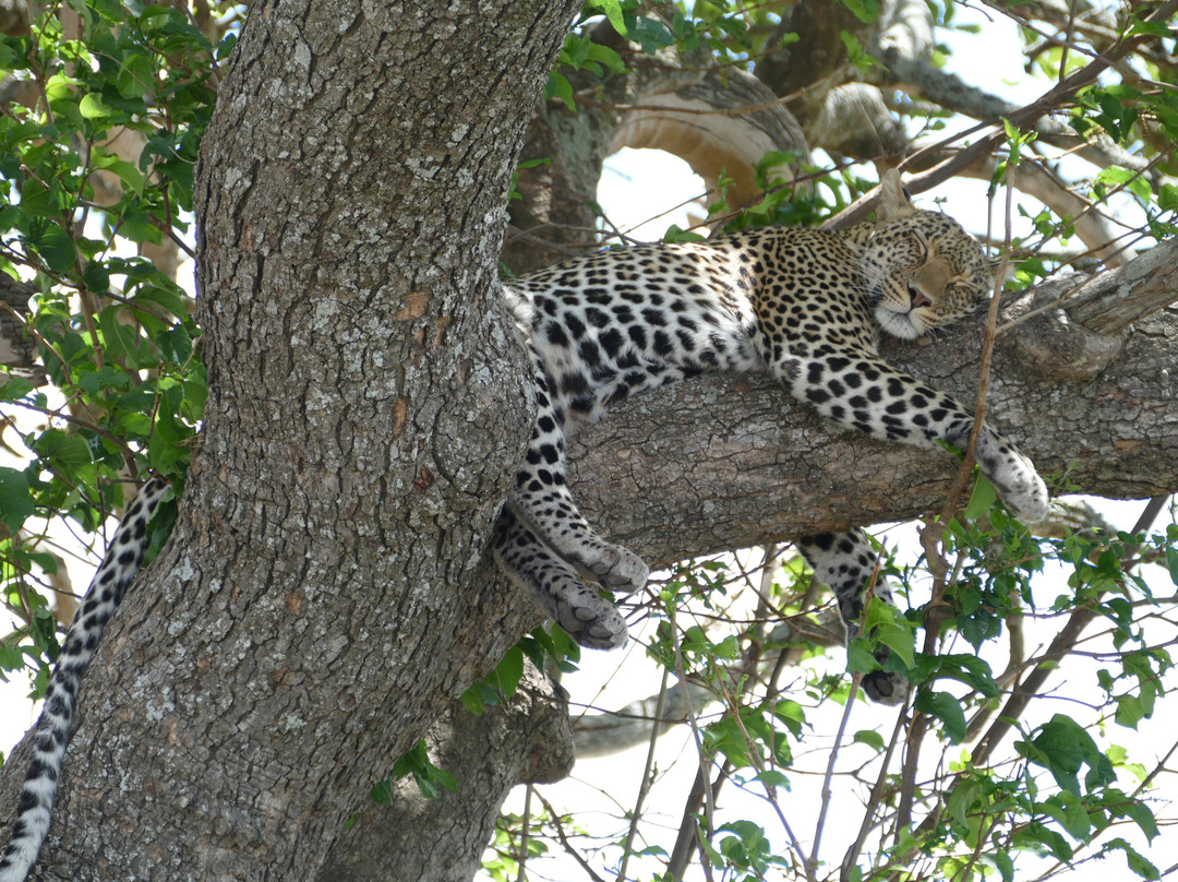 Zara Tanzania Adventures-莫西必去景点