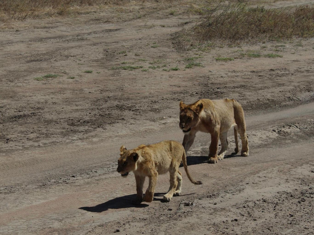 Safari Avventura-阿鲁沙必去景点
