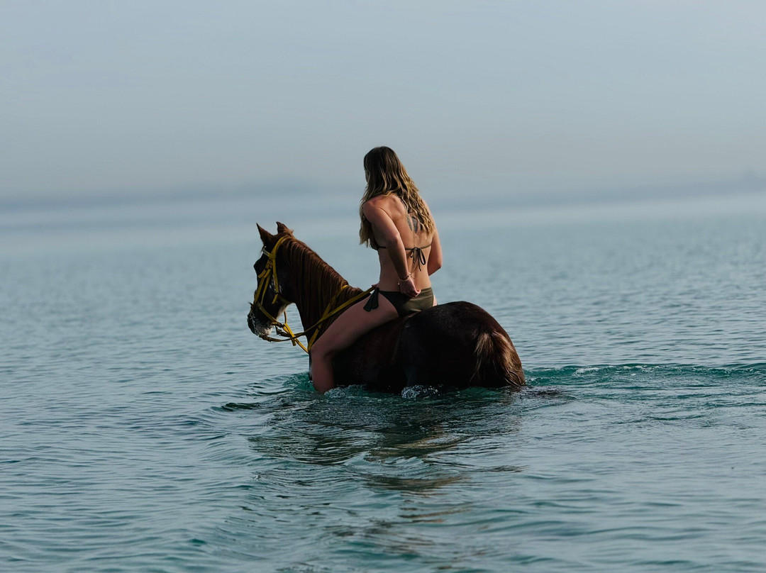 Yallahorse Stable-艾高娜必去景点