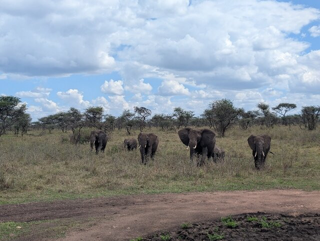 Dolphin Tours & Safaris Ltd-姆万扎必去景点