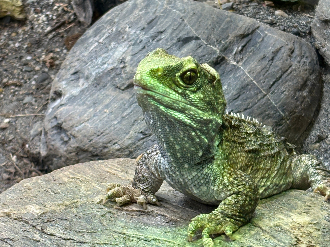 西海岸奇异鸟馆-弗朗茨约瑟夫（冰川）必去景点