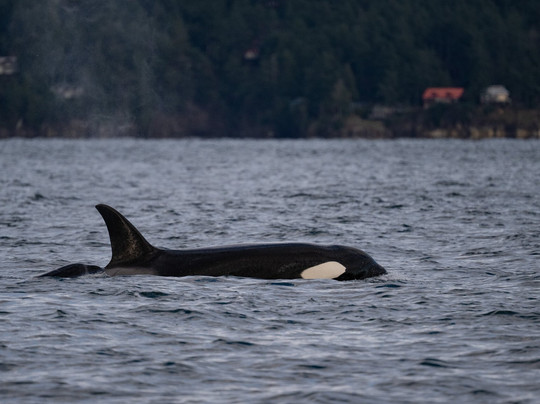 Maya's Legacy Whale Watching-星期五港湾必去景点