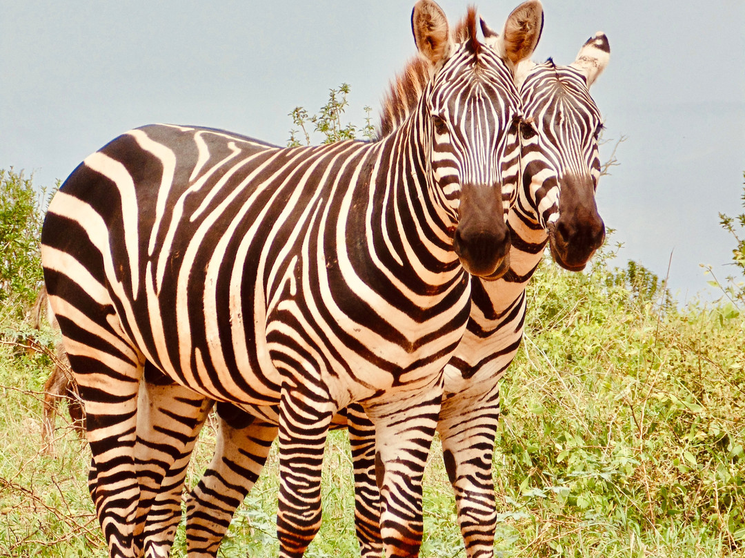 Scopri il Kenya con Nicholas-瓦塔木必去景点