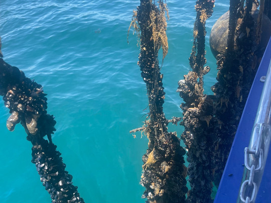 Portarlington Mussel Tours-Portarlington必去景点