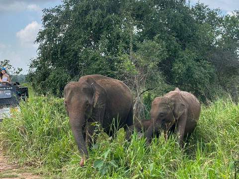 Hash One Ceylon Tours #1-科伦坡必去景点