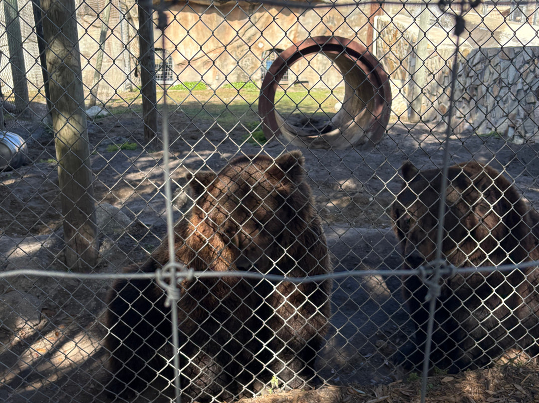 Big Cat Habitat-萨拉索塔必去景点