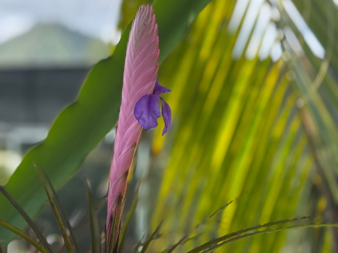 Huahine Private-Huahine必去景点