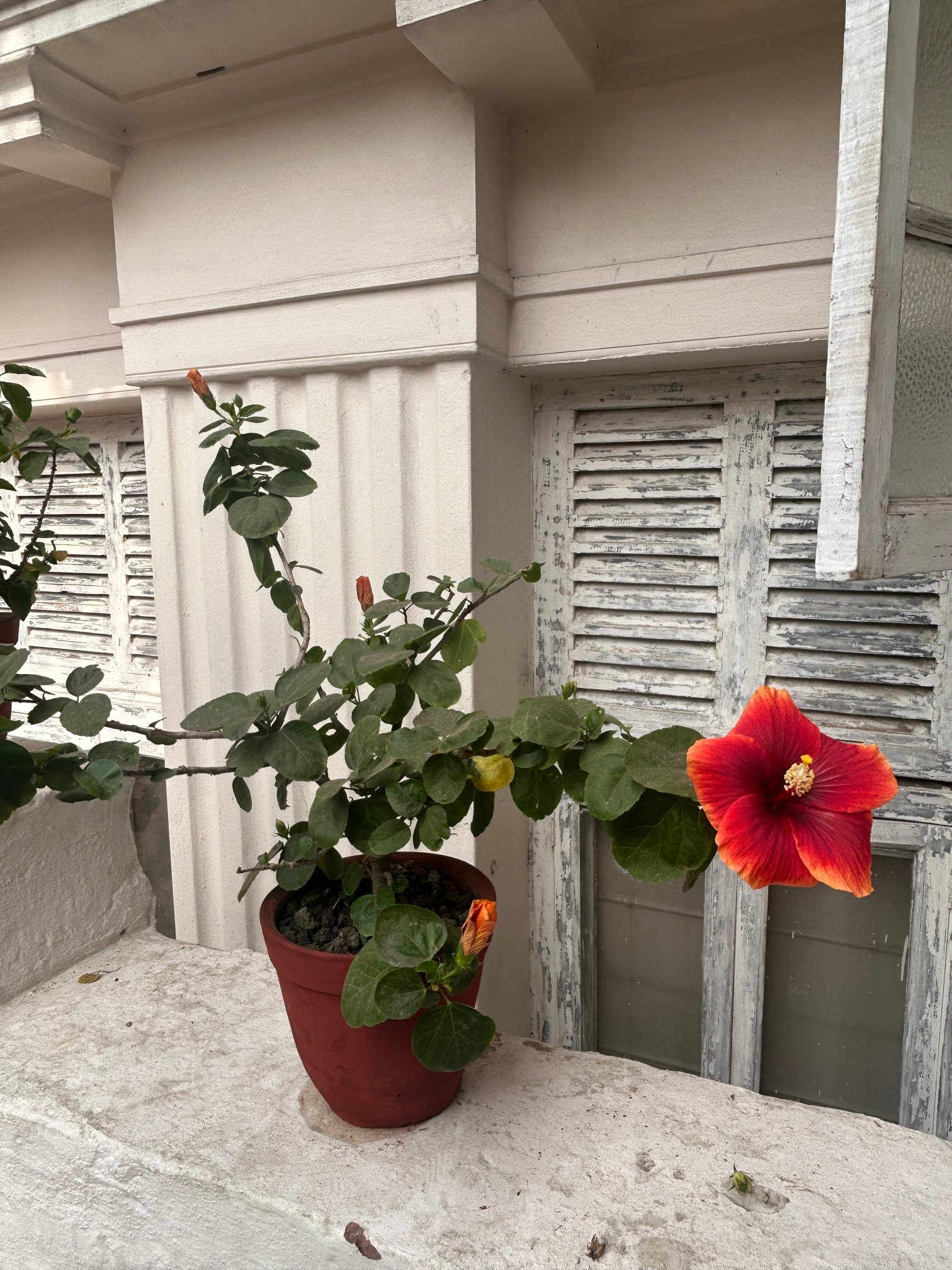 The Rajbari Bawali-官方