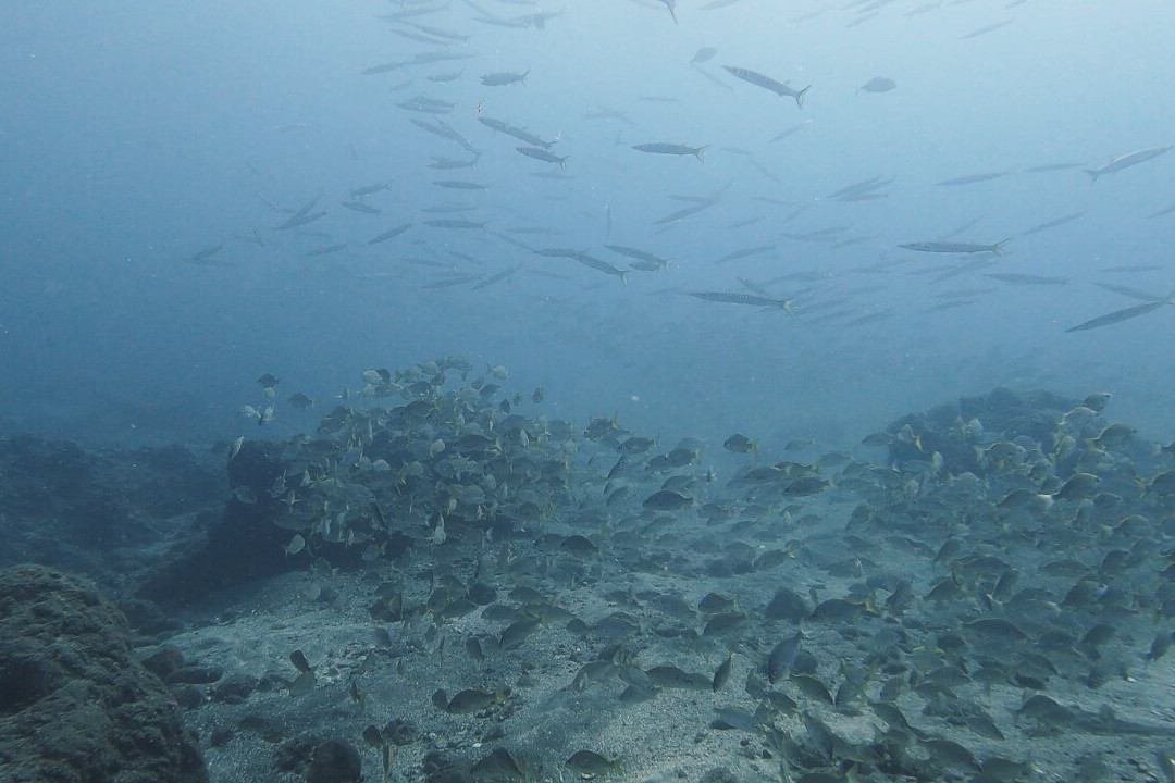 Buceo Norte-大加纳利必去景点