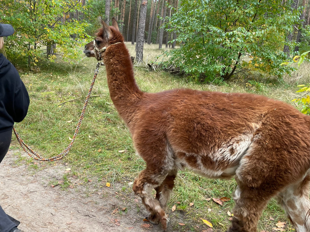 Maerkischer Lamahof - Zadik-Lamas-Mittenwalde必去景点